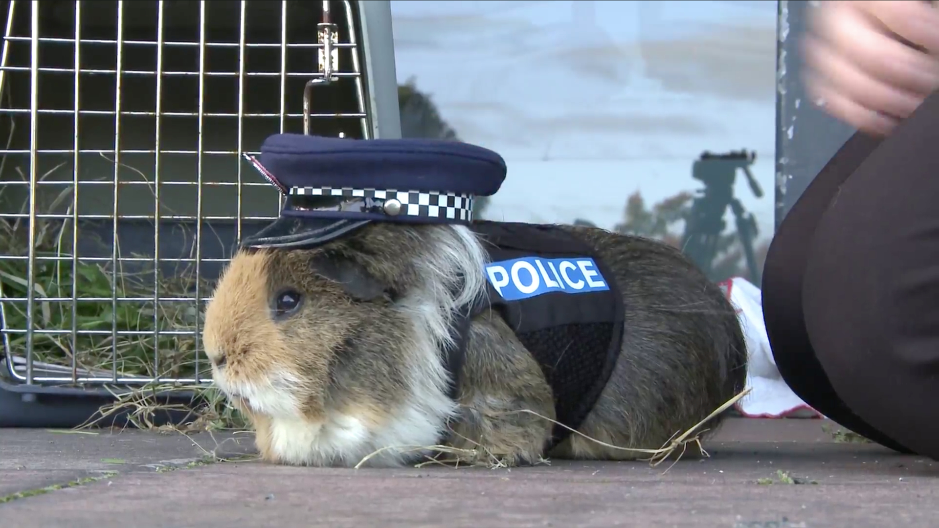 Cavia Elliot