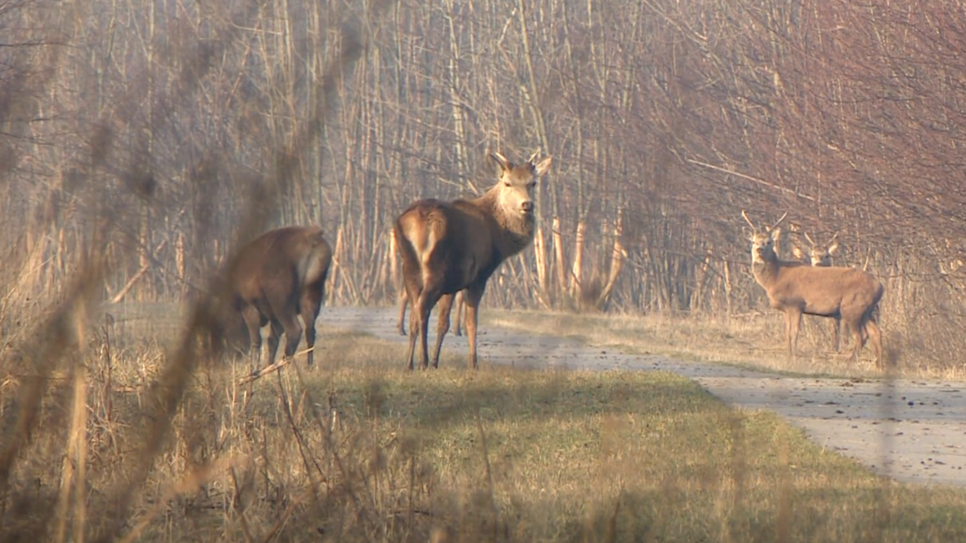 Oostvaardersplassen