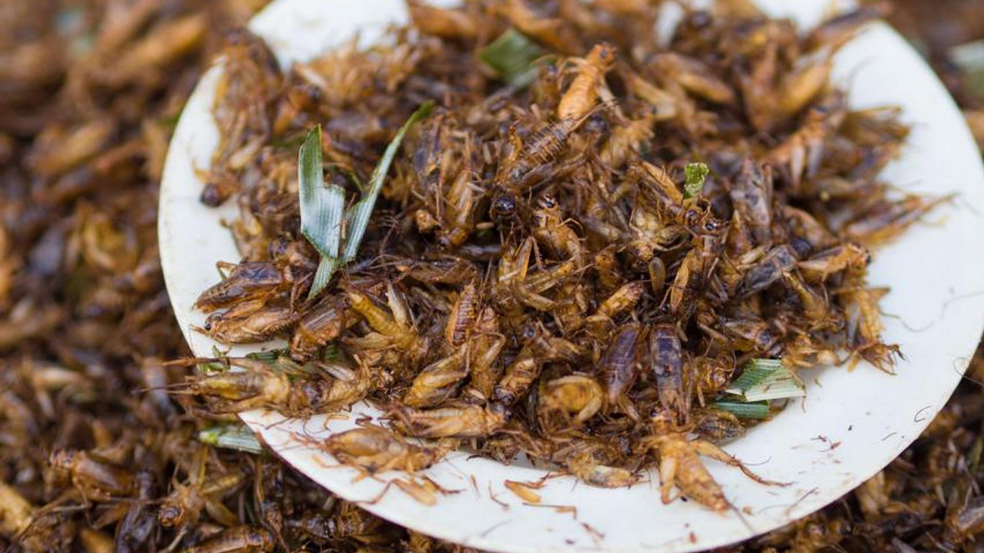 gefrituurde sprinkhanen