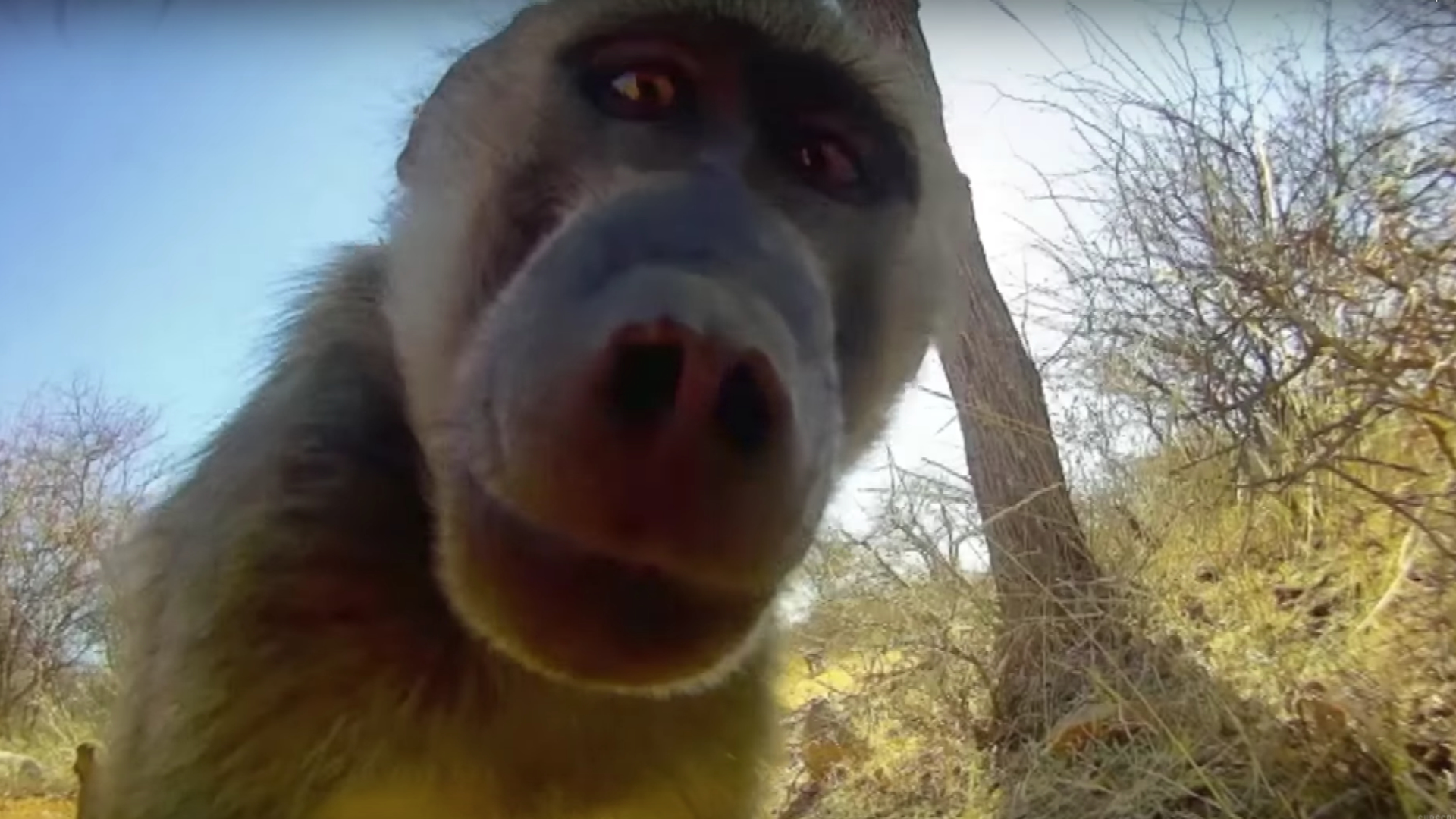 Dieren met cameras2