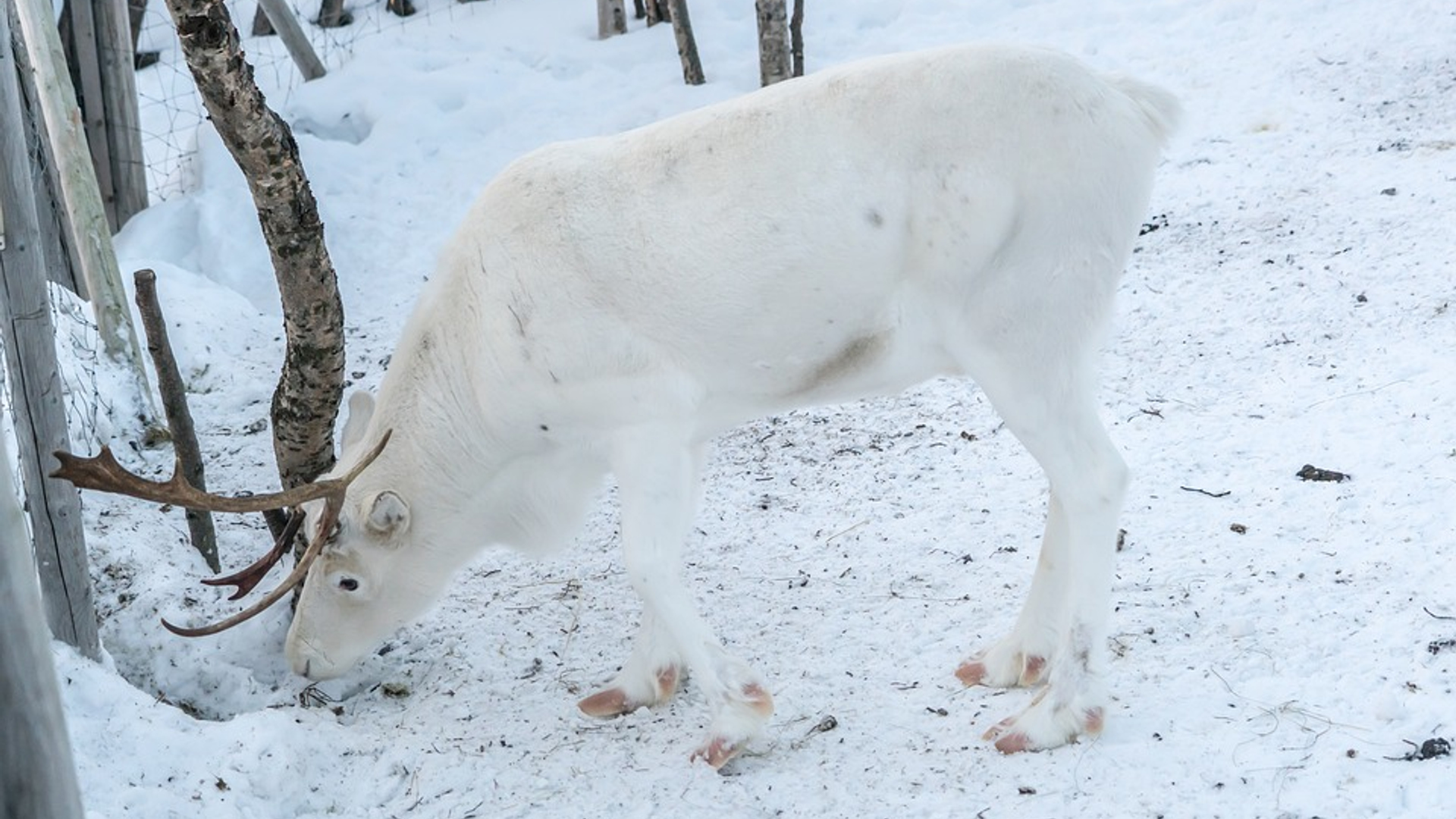 Rendier permafrost