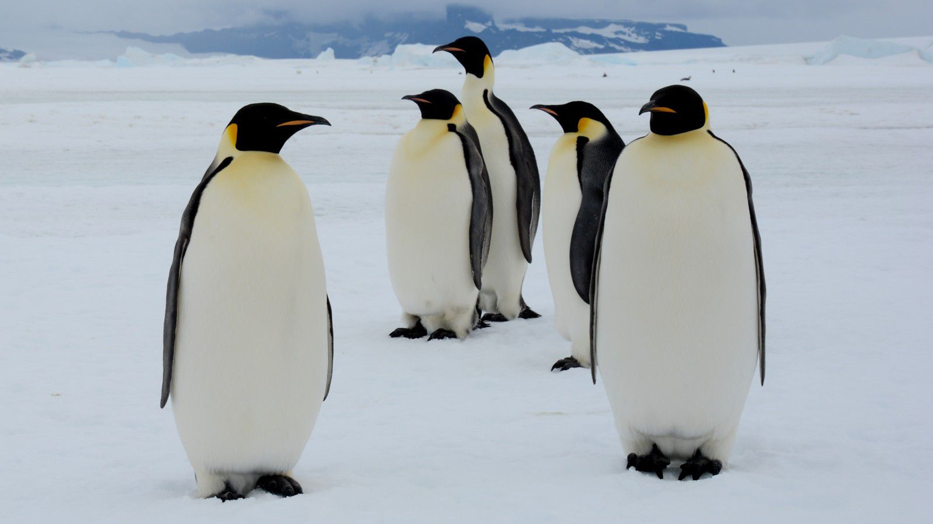 pinguins