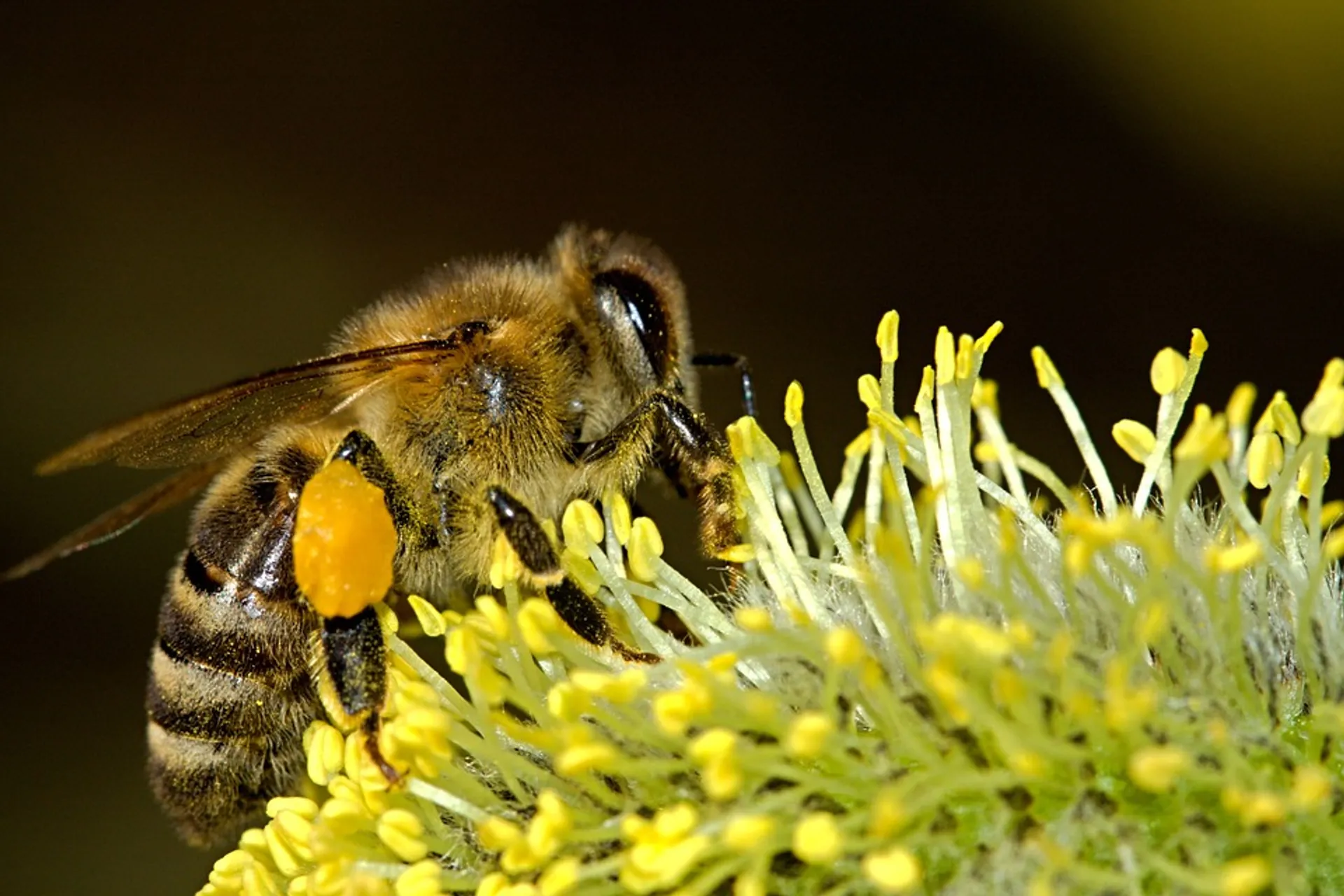 Afbeelding van Het gaat bijzonder slecht met de Nederlandse biodiversiteit