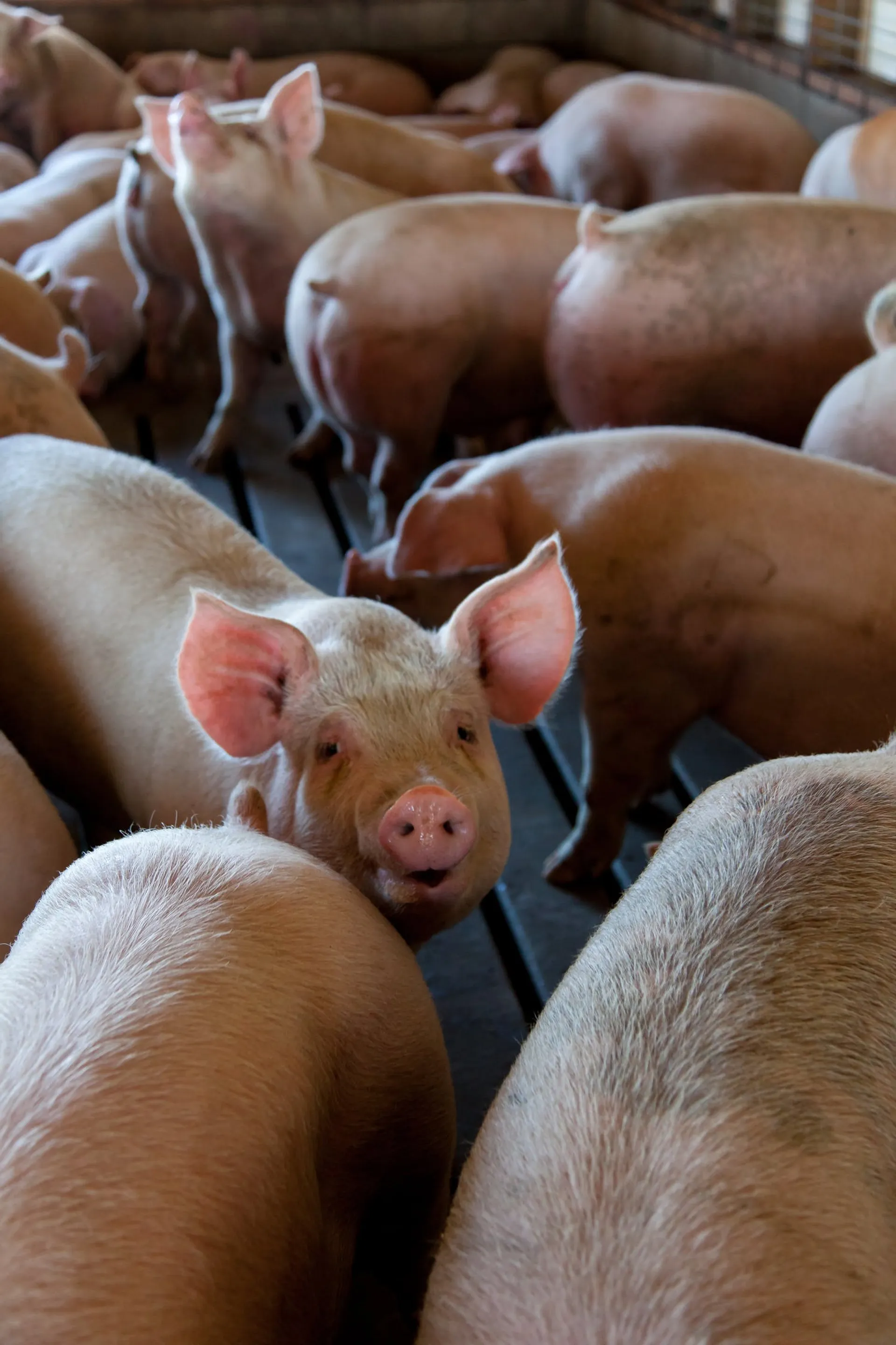 Afbeelding van Kabinet zoekt dringend oplossing voor milieubedreigend stikstofprobleem