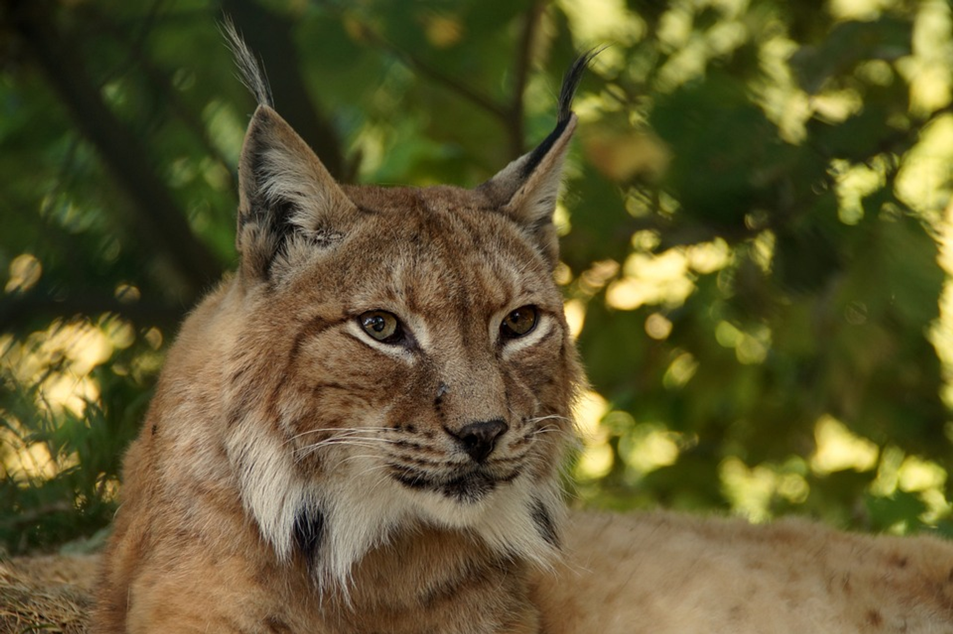 lynx