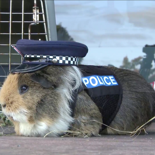 De Nieuw-Zeelandse politie zet een cavia in als agent