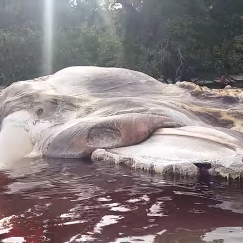 Gigantisch zeemonster aangespoeld in Indonesië