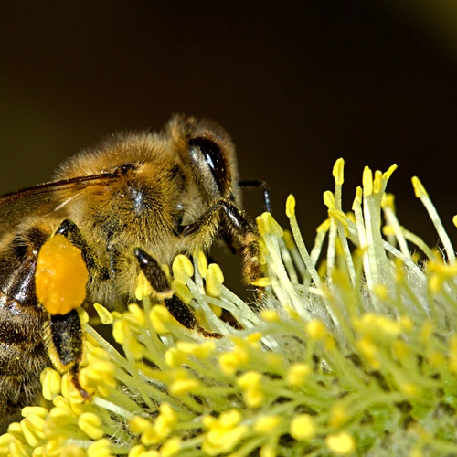 Het gaat bijzonder slecht met de Nederlandse biodiversiteit