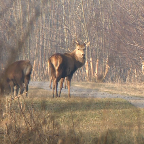 Grote grazers Oostvaardersplassen worden bijgevoerd vanwege 'hoog opgelopen emoties'