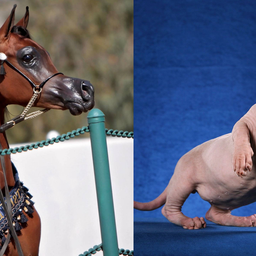 Dit gebeurt er als het doorfokken van dieren uit de hand loopt