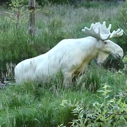 Hoe deze ‘viral video’ bijdraagt aan het voortbestaan van de witte eland