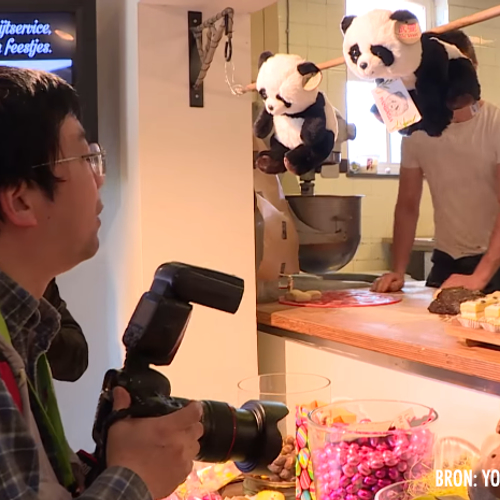 Stad Rhenen in de ban van de panda