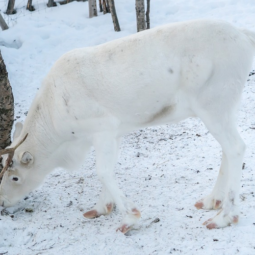 Eeuwenoude virussen komen mogelijk vrij als permafrost ontdooit