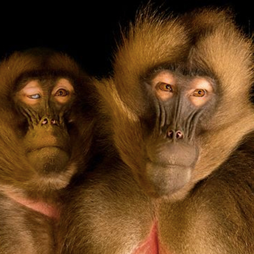 Zo veel mogelijk dieren vastleggen voordat ze uitsterven