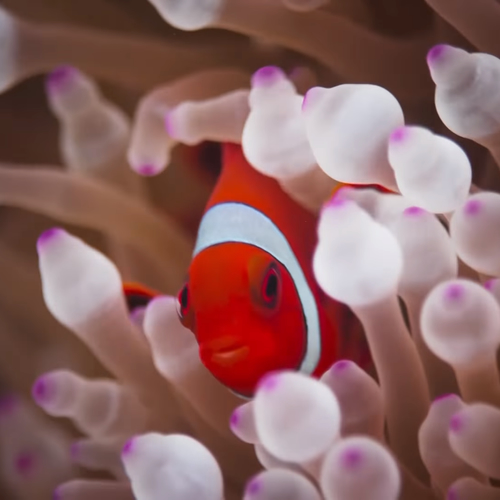 De natuurdocumentaire als noodklok voor klimaatverandering