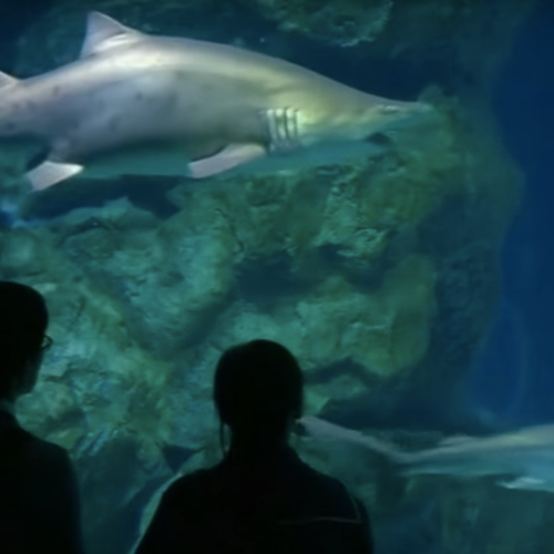 Vrouwtjeshaai eet mannetjeshaai in Zuid-Koreaans aquarium