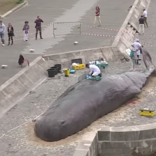 Walvis aangespoeld in Parijs