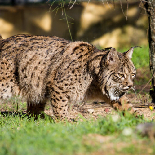 De jacht op de Iberische lynx Fran